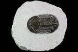 Scabriscutellum Trilobite - Tiny Axial Spines & Eye Facets #87461-1